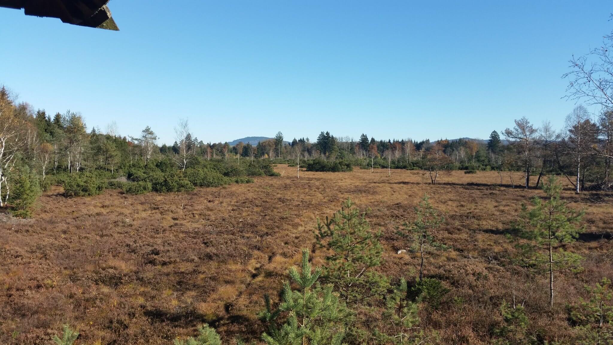 Aussicht auf das Wenger Moor