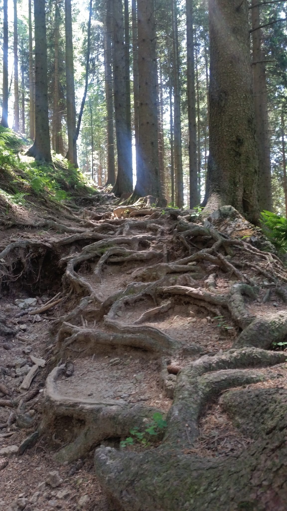 Wurzelweg im Wald
