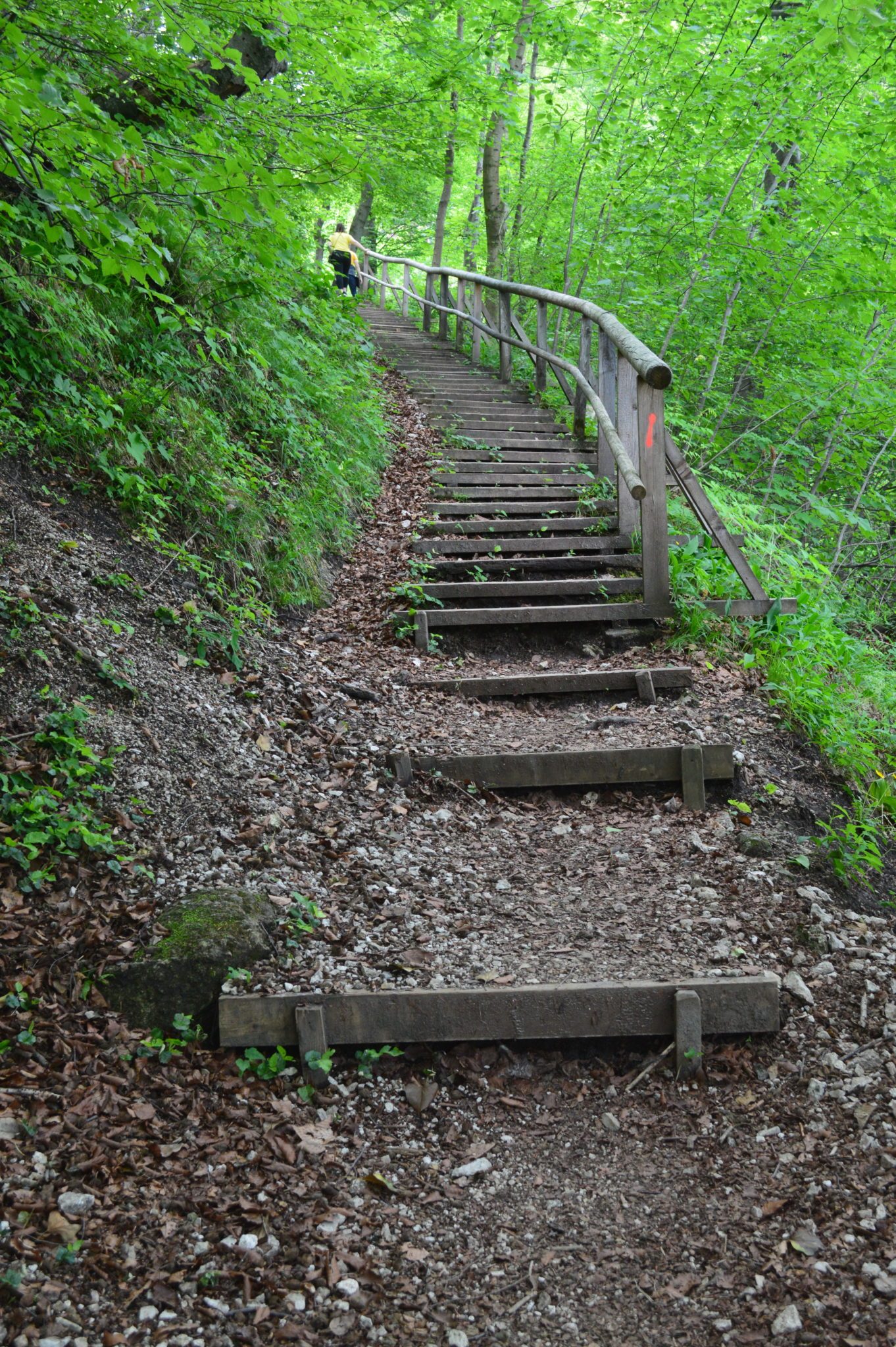 Treppen, die in den Wald hinein führen
